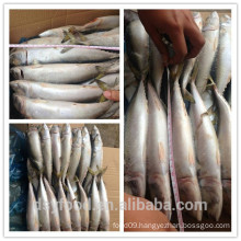 high quality frozen atlantic mackerel/ frozen scomber scombru)